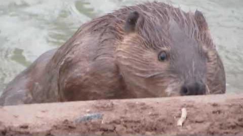 World Wetlands Day Video
